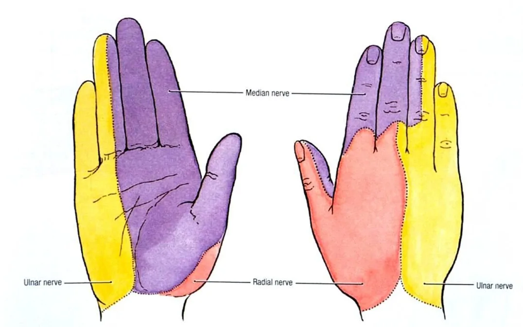 Gevoelsgebieden van de zenuwen in de hand: medianus, radialis en ulnaris